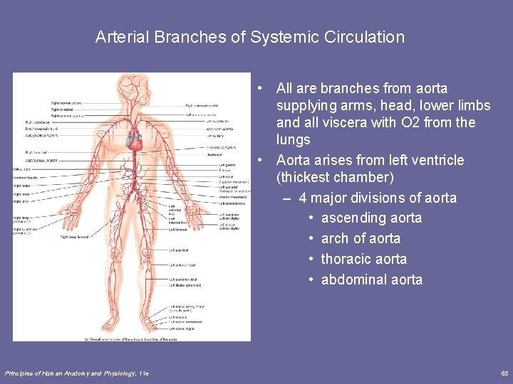 Arterial Branches of Systemic Circulation • All are branches from aorta supplying arms, head, Arterial Branches of Systemic Circulation • All are branches from aorta supplying arms, head,
