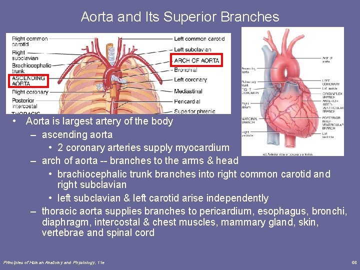 Aorta and Its Superior Branches • Aorta is largest artery of the body – Aorta and Its Superior Branches • Aorta is largest artery of the body –