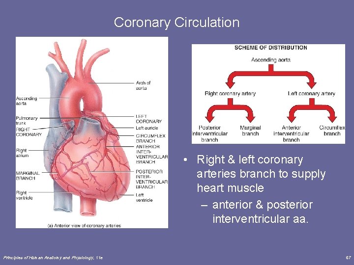 Coronary Circulation • Right & left coronary arteries branch to supply heart muscle – Coronary Circulation • Right & left coronary arteries branch to supply heart muscle –