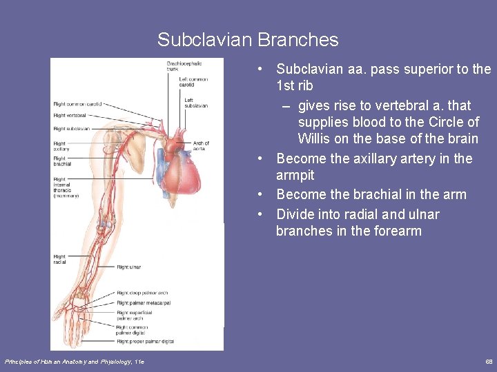 Subclavian Branches • Subclavian aa. pass superior to the 1 st rib – gives Subclavian Branches • Subclavian aa. pass superior to the 1 st rib – gives