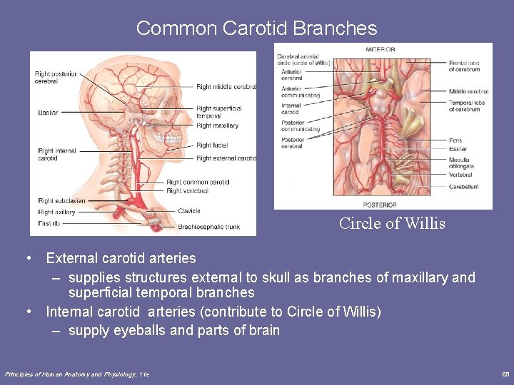 Common Carotid Branches Circle of Willis • External carotid arteries – supplies structures external Common Carotid Branches Circle of Willis • External carotid arteries – supplies structures external