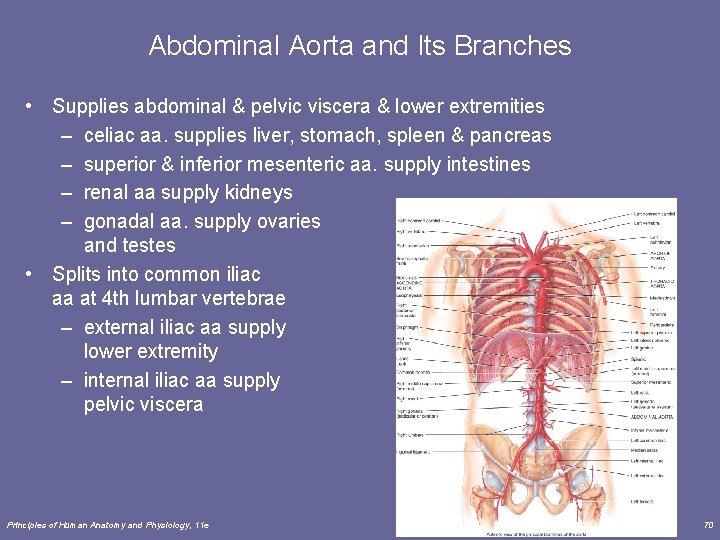 Abdominal Aorta and Its Branches • Supplies abdominal & pelvic viscera & lower extremities Abdominal Aorta and Its Branches • Supplies abdominal & pelvic viscera & lower extremities