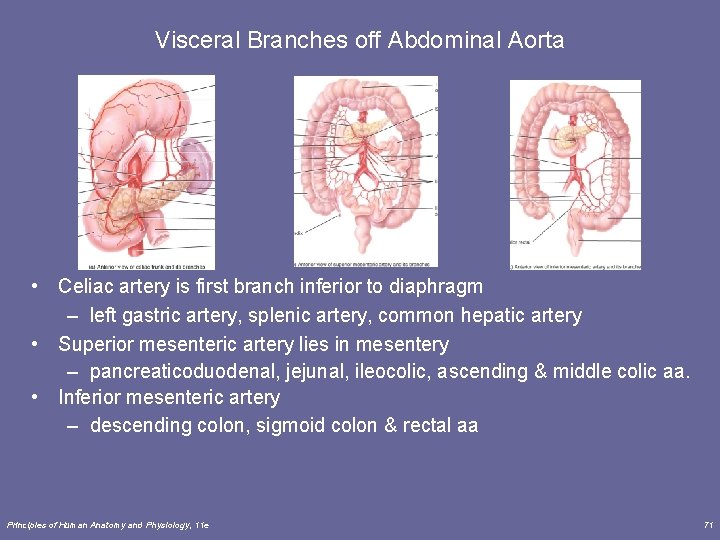 Visceral Branches off Abdominal Aorta • Celiac artery is first branch inferior to diaphragm Visceral Branches off Abdominal Aorta • Celiac artery is first branch inferior to diaphragm