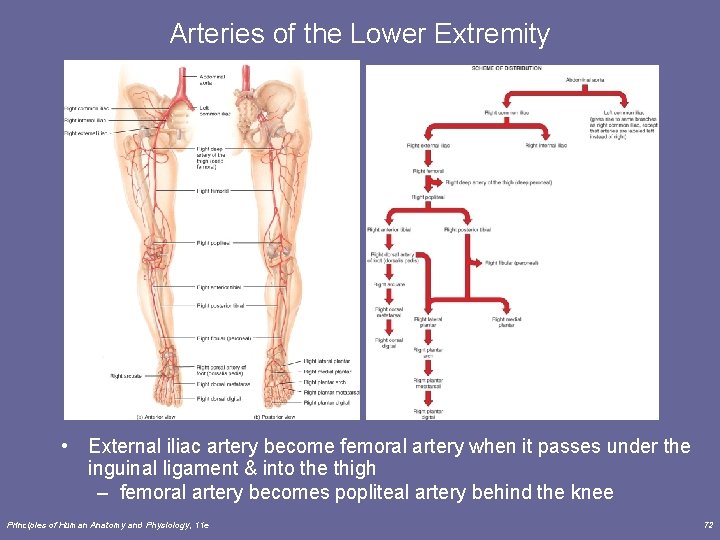 Arteries of the Lower Extremity • External iliac artery become femoral artery when it Arteries of the Lower Extremity • External iliac artery become femoral artery when it