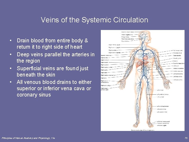 Veins of the Systemic Circulation • Drain blood from entire body & return it Veins of the Systemic Circulation • Drain blood from entire body & return it