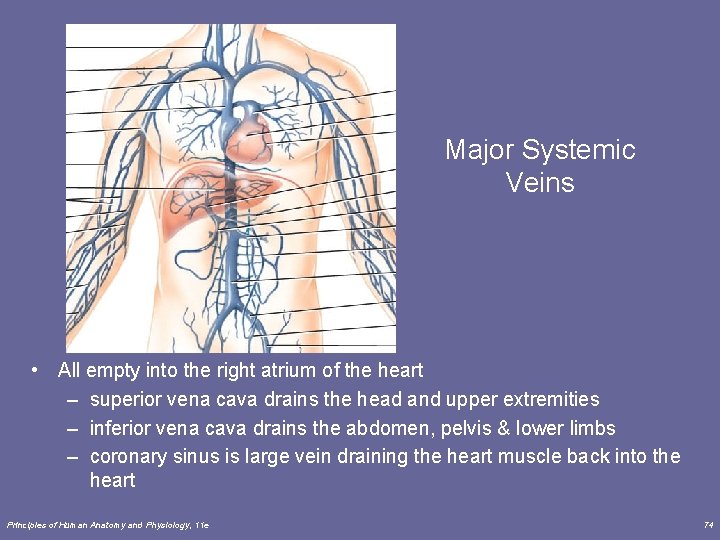 Major Systemic Veins • All empty into the right atrium of the heart – Major Systemic Veins • All empty into the right atrium of the heart –