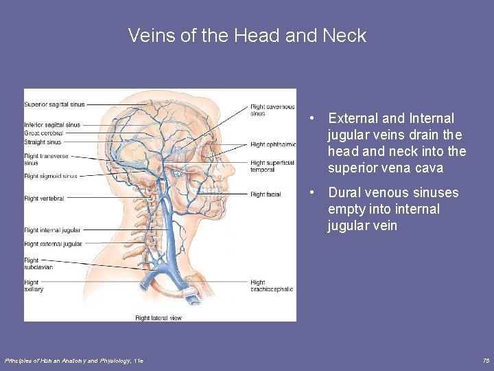 Veins of the Head and Neck • External and Internal jugular veins drain the Veins of the Head and Neck • External and Internal jugular veins drain the