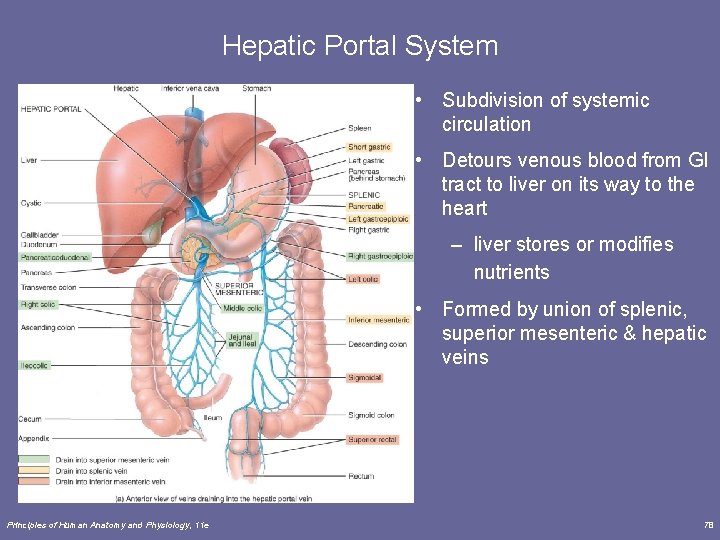 Hepatic Portal System • Subdivision of systemic circulation • Detours venous blood from GI Hepatic Portal System • Subdivision of systemic circulation • Detours venous blood from GI