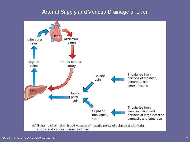 Arterial Supply and Venous Drainage of Liver Principles of Human Anatomy and Physiology, 11 Arterial Supply and Venous Drainage of Liver Principles of Human Anatomy and Physiology, 11