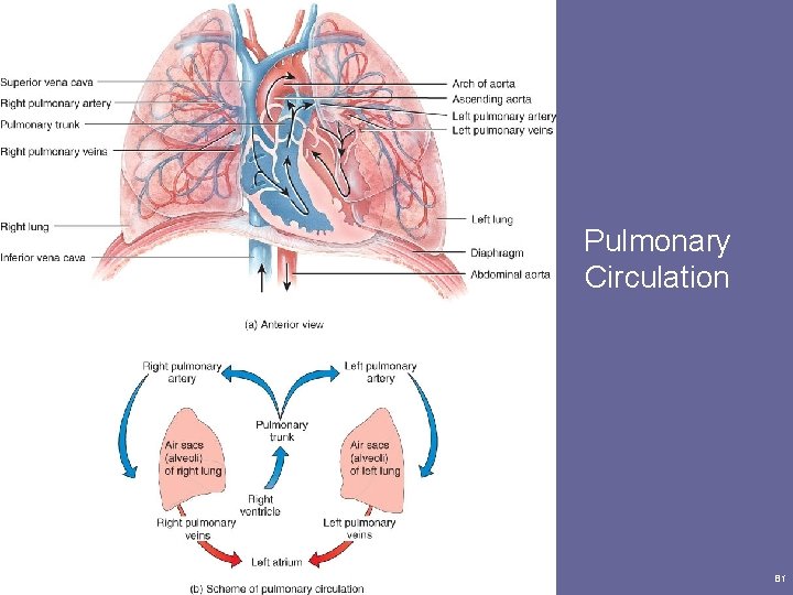 Pulmonary Circulation Principles of Human Anatomy and Physiology, 11 e 81 Pulmonary Circulation Principles of Human Anatomy and Physiology, 11 e 81