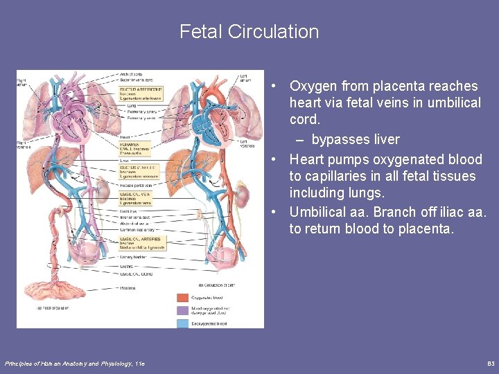 Fetal Circulation • Oxygen from placenta reaches heart via fetal veins in umbilical cord. Fetal Circulation • Oxygen from placenta reaches heart via fetal veins in umbilical cord.