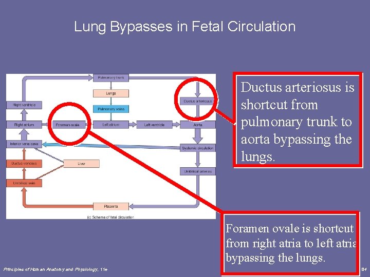 Lung Bypasses in Fetal Circulation Ductus arteriosus is shortcut from pulmonary trunk to aorta Lung Bypasses in Fetal Circulation Ductus arteriosus is shortcut from pulmonary trunk to aorta