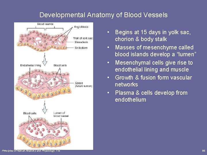 Developmental Anatomy of Blood Vessels • Begins at 15 days in yolk sac, chorion Developmental Anatomy of Blood Vessels • Begins at 15 days in yolk sac, chorion