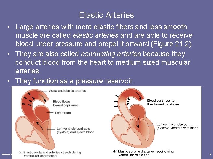 Elastic Arteries • Large arteries with more elastic fibers and less smooth muscle are Elastic Arteries • Large arteries with more elastic fibers and less smooth muscle are