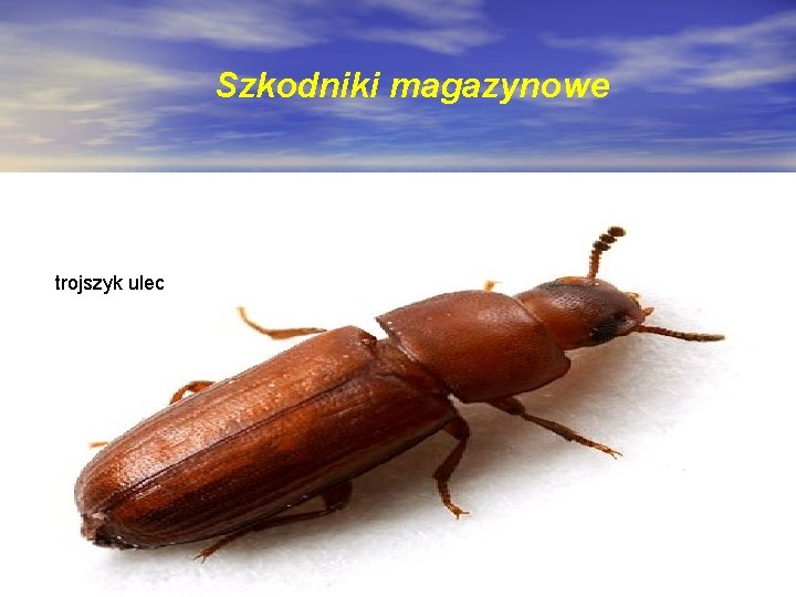 Szkodniki magazynowe trojszyk ulec 