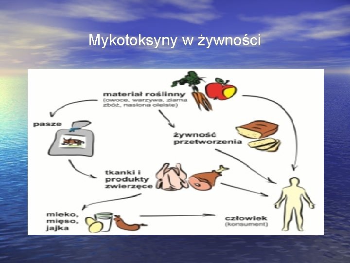 Mykotoksyny w żywności 