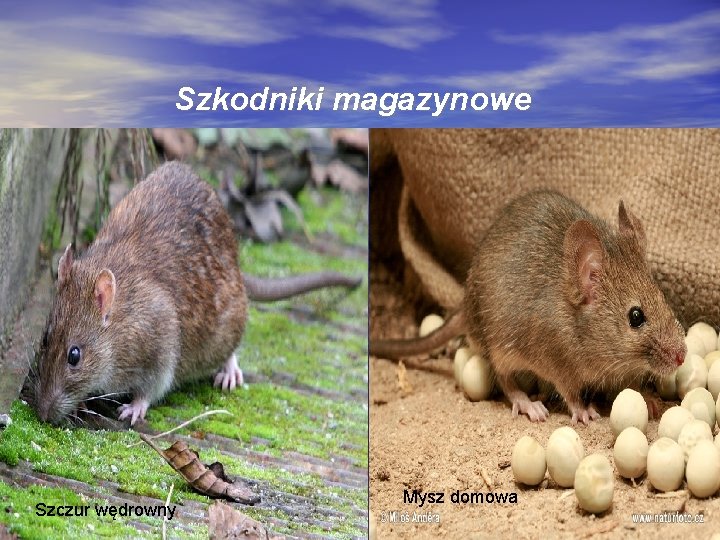 Szkodniki magazynowe Szczur wędrowny Mysz domowa 