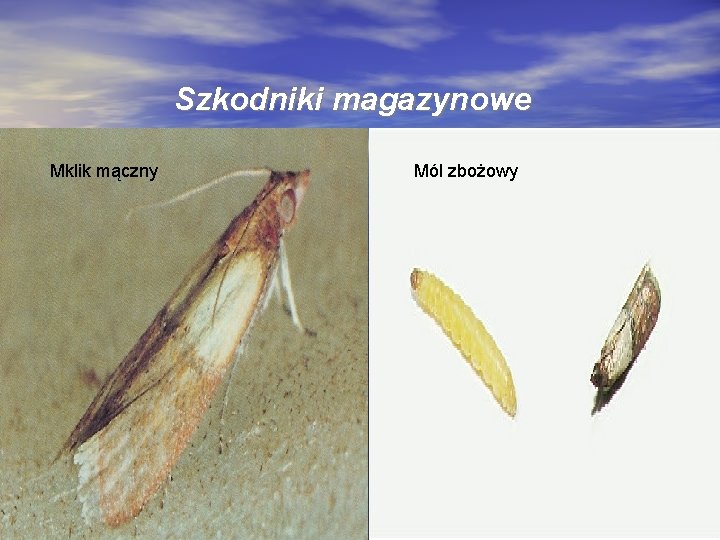 Szkodniki magazynowe Mklik mączny Mól zbożowy 