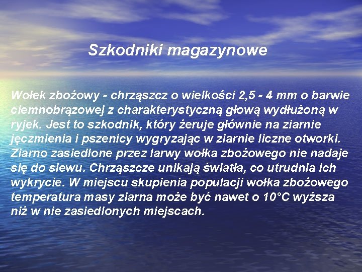 Szkodniki magazynowe Wołek zbożowy - chrząszcz o wielkości 2, 5 - 4 mm o