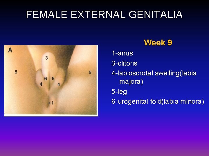 FEMALE EXTERNAL GENITALIA Week 9 1 -anus 3 -clitoris 4 -labioscrotal swelling(labia majora) 5