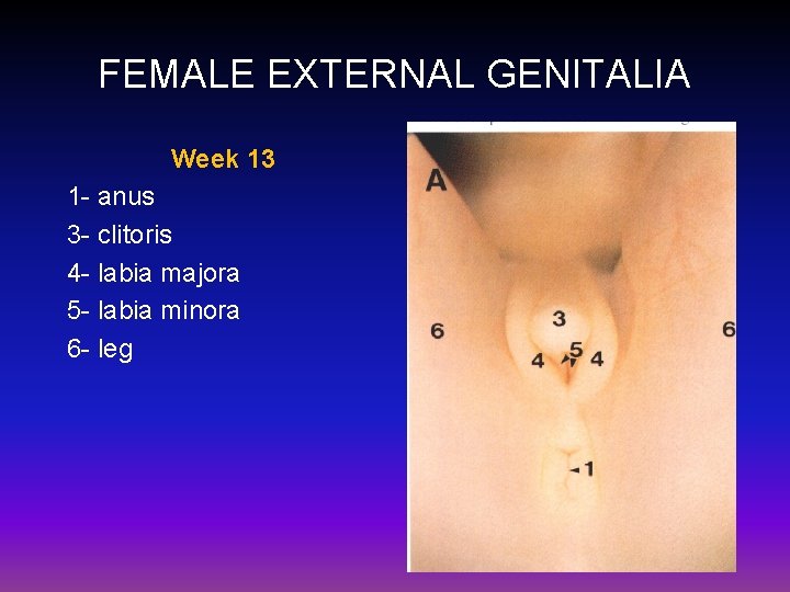 FEMALE EXTERNAL GENITALIA Week 13 1 - anus 3 - clitoris 4 - labia