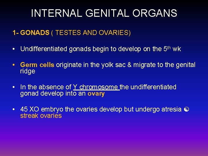 INTERNAL GENITAL ORGANS 1 - GONADS ( TESTES AND OVARIES) • Undifferentiated gonads begin