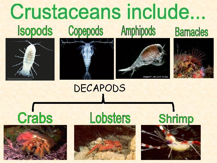 DECAPODS 