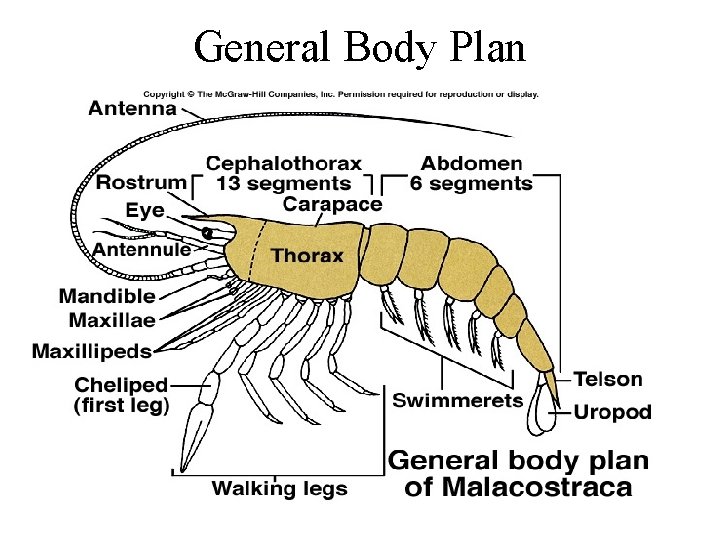 General Body Plan 