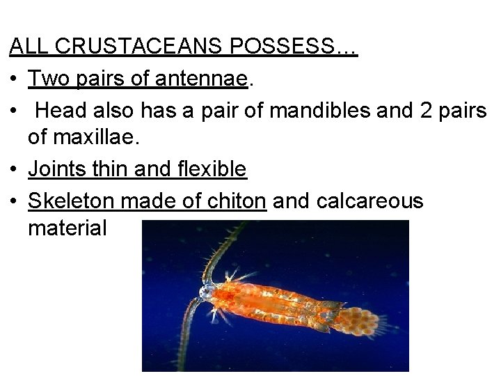 ALL CRUSTACEANS POSSESS… • Two pairs of antennae. • Head also has a pair