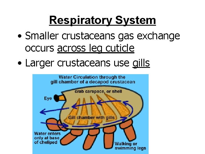 Respiratory System • Smaller crustaceans gas exchange occurs across leg cuticle • Larger crustaceans