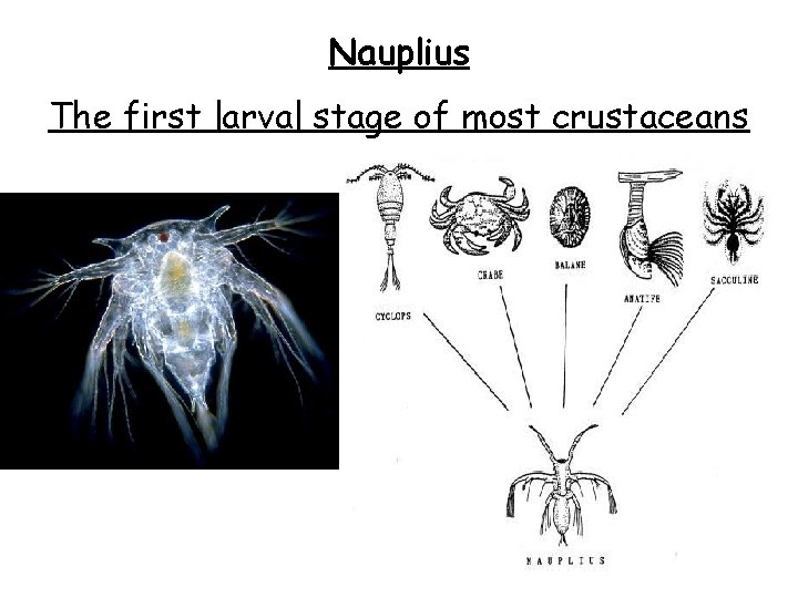 Nauplius The first larval stage of most crustaceans 