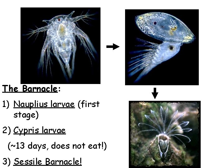 The Barnacle: 1) Nauplius larvae (first stage) 2) Cypris larvae (~13 days, does not