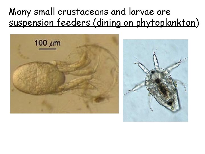Many small crustaceans and larvae are suspension feeders (dining on phytoplankton) 