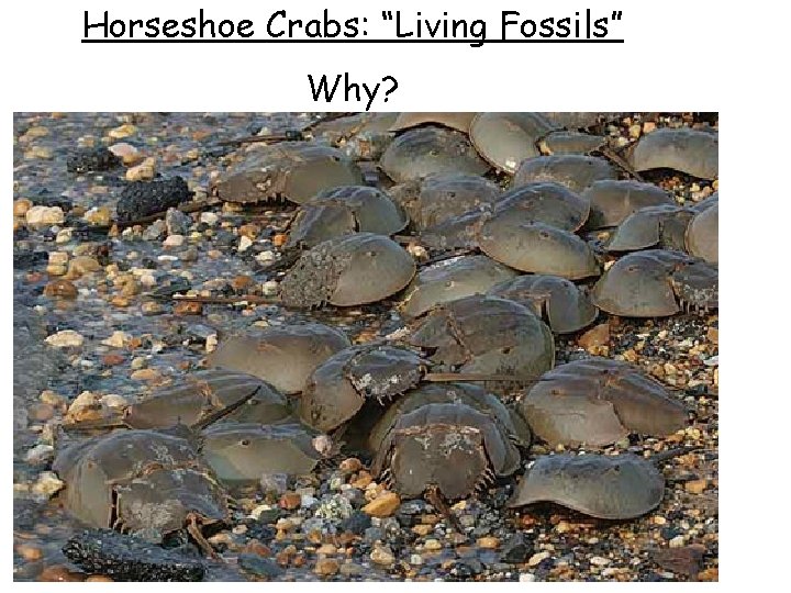 Horseshoe Crabs: “Living Fossils” Why? 