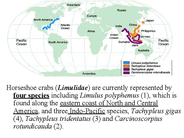 Horseshoe crabs (Limulidae) are currently represented by four species including Limulus polyphemus (1), which