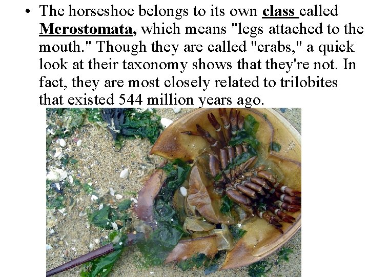  • The horseshoe belongs to its own class called Merostomata, which means "legs