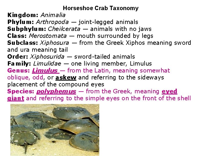 Horseshoe Crab Taxonomy Kingdom: Animalia Phylum: Arthropoda — joint-legged animals Subphylum: Cheilcerata — animals