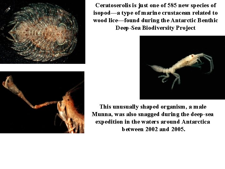Ceratoserolis is just one of 585 new species of isopod—a type of marine crustacean