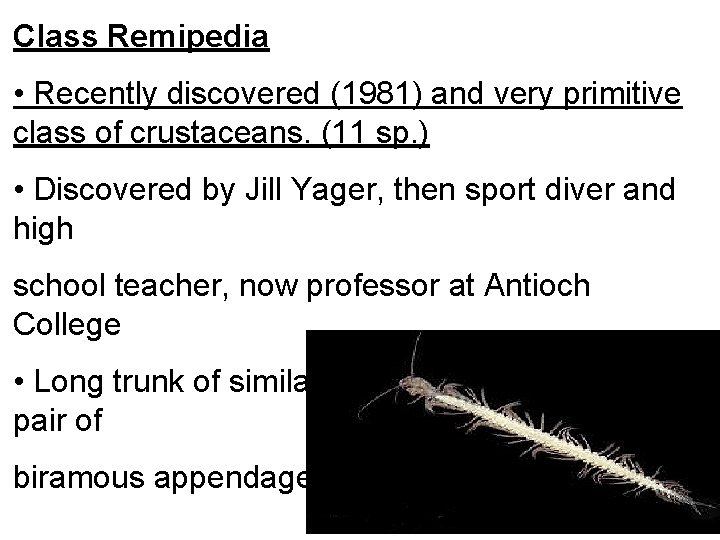 Class Remipedia • Recently discovered (1981) and very primitive class of crustaceans. (11 sp.