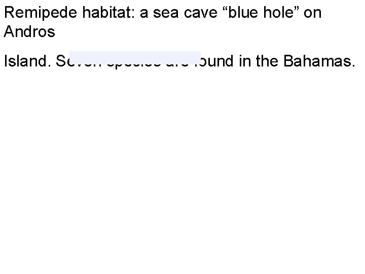Remipede habitat: a sea cave “blue hole” on Andros Island. Seven species are found