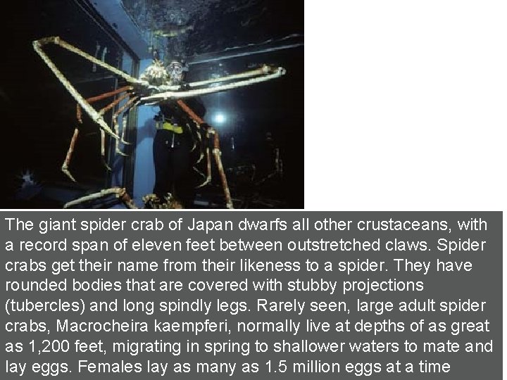 The giant spider crab of Japan dwarfs all other crustaceans, with a record span