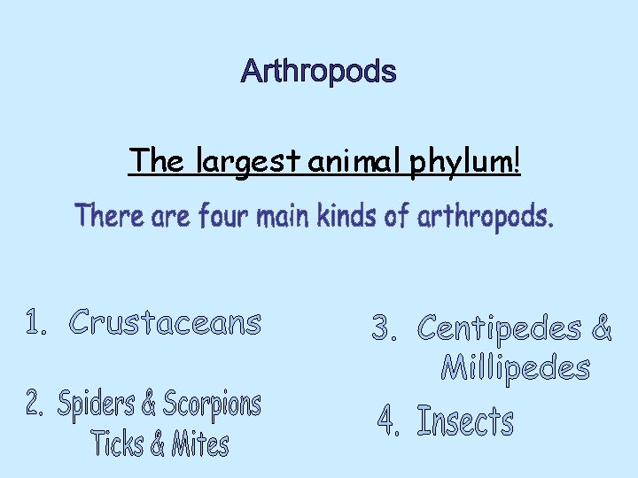 The largest animal phylum! 