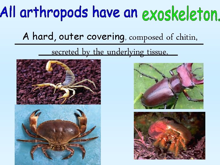 A hard, outer covering, composed of chitin, secreted by the underlying tissue. 