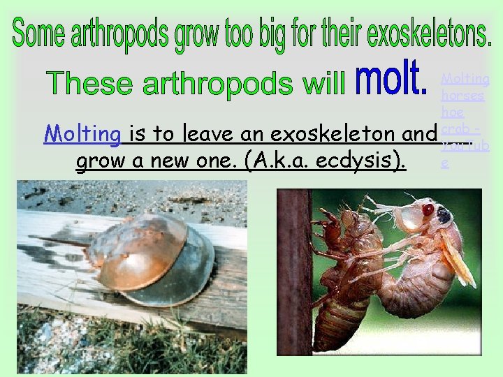 Molting is to leave an exoskeleton and grow a new one. (A. k. a.