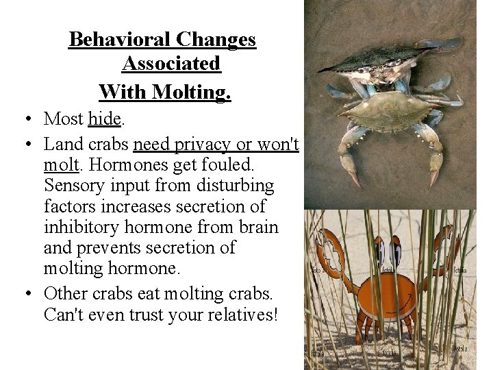 Behavioral Changes Associated With Molting. • Most hide. • Land crabs need privacy or