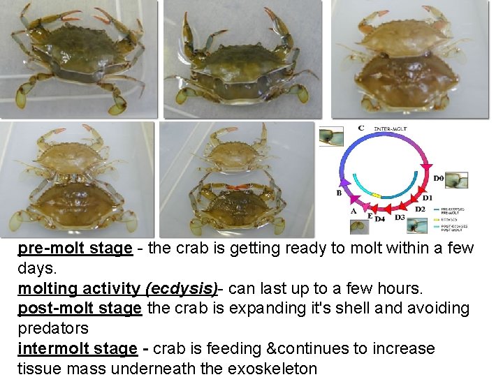 pre-molt stage - the crab is getting ready to molt within a few days.
