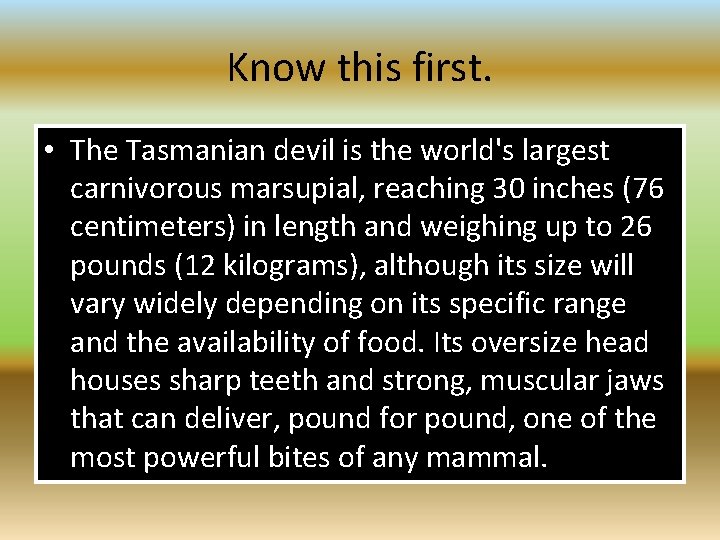 Know this first. • The Tasmanian devil is the world's largest carnivorous marsupial, reaching