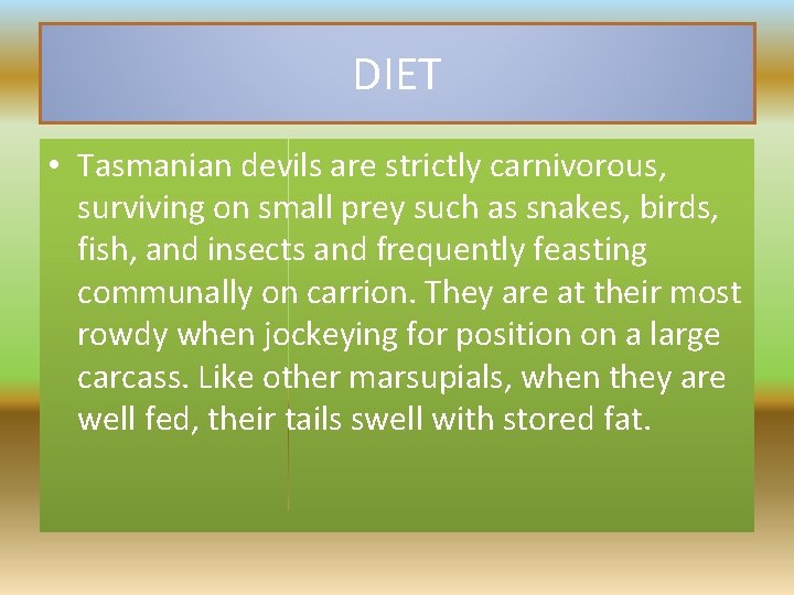 DIET • Tasmanian devils are strictly carnivorous, surviving on small prey such as snakes,