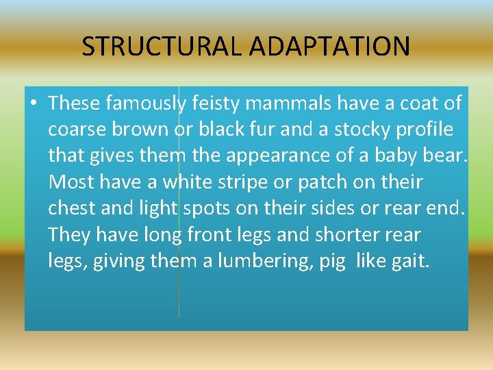 STRUCTURAL ADAPTATION • These famously feisty mammals have a coat of coarse brown or