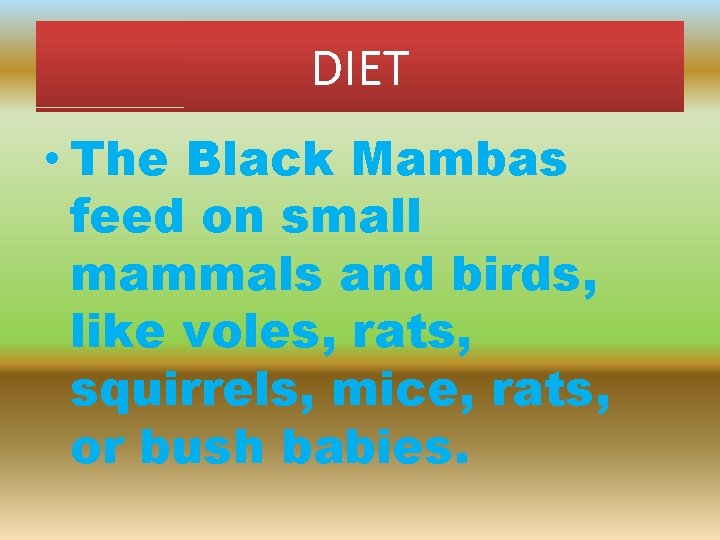 DIET • The Black Mambas feed on small mammals and birds, like voles, rats,